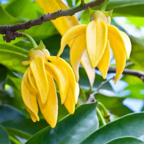 Pure Organic Ylang Ylang Essential Oil - Imported From Madagascar